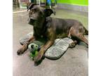 Adopt Maverick a Brindle Labrador Retriever / Pit Bull Terrier / Mixed dog in