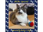 Adopt Deedles aka Princess a Gray or Blue Domestic Shorthair / Mixed cat in