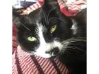 Adopt Riley a All Black Domestic Shorthair / Domestic Shorthair / Mixed cat in