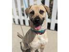 Adopt MAGGIE a Tan/Yellow/Fawn Labrador Retriever / Mixed dog in Huntington