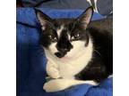 Adopt Poppy a All Black Domestic Shorthair / Domestic Shorthair / Mixed cat in