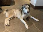 Adopt Izzy a Black Husky / Mixed dog in Calgary, AB (36100661)