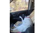 Adopt Calli a Border Collie / Mixed dog in La Plata, MD (37747581)