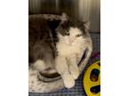 Adopt Tom a Gray or Blue Domestic Longhair / Domestic Shorthair / Mixed cat in