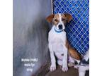 Adopt Nishko a Brindle Pit Bull Terrier / Boxer / Mixed dog in Edinburg