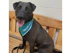 Adopt Gabe a Black Labrador Retriever / Mixed dog in Waynesboro, PA (37926773)