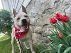 Adopt Ruby a Red/Golden/Orange/Chestnut - with White Australian Cattle Dog /