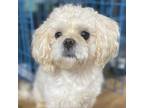 Adopt Bosley a White - with Tan, Yellow or Fawn Shih Tzu / Mixed dog in Blue