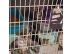 Adopt Lexis a All Black Domestic Shorthair / Domestic Shorthair / Mixed cat in