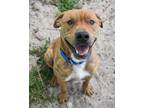 Adopt King a Red/Golden/Orange/Chestnut Mixed Breed (Large) / Mixed dog in