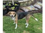 Adopt Granby a Tricolor (Tan/Brown & Black & White) Foxhound / Mixed dog in