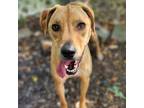 Adopt Callie a Red/Golden/Orange/Chestnut Hound (Unknown Type) / Mixed dog in