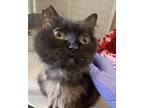 Adopt Gizmo a All Black Domestic Mediumhair (medium coat) cat in San Luis