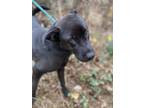 Adopt Millie a Black Labrador Retriever / Great Pyrenees / Mixed dog in