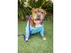 Adopt Maurice a Brown/Chocolate - with White Pit Bull Terrier / Mixed dog in Los