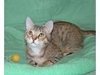 Adopt Sterling a Brown Tabby Domestic Shorthair (short coat) cat in Victoria