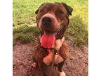 Adopt Maxey a Brindle Pit Bull Terrier / Mixed dog in Philadelphia