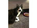 Adopt Felix a Domestic Longhair cat in Calimesa, CA (28847041)