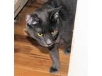 Adopt Cleo a Gray or Blue Domestic Shorthair (short coat) cat in Morganton