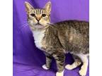 Adopt Bourban a Brown or Chocolate Domestic Shorthair / Mixed cat in North