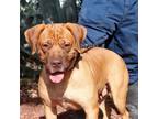 Adopt Breeze JuM a Bullmastiff / Mixed dog in Salem, OR (35375121)