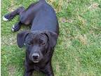 Adopt Plum a Black - with White American Pit Bull Terrier / Labrador Retriever /