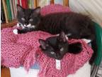 Adopt Brother Kittens a Domestic Short Hair