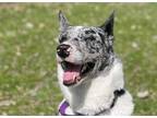 Adopt Leo a White Husky / Australian Cattle Dog / Mixed dog in Twin Falls