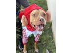 Adopt Jordy a Pit Bull Terrier