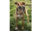 Adopt Amara a Black - with Tan, Yellow or Fawn German Shepherd Dog / Rottweiler