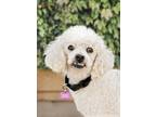 Adopt Gumby a White Poodle (Miniature) / Mixed dog in El Cajon, CA (27647107)
