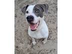 Adopt Gibson a Gray/Blue/Silver/Salt & Pepper American Pit Bull Terrier / Mixed