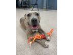 Adopt Runner a Pit Bull Terrier