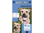 Adopt Poppyseed a Tan/Yellow/Fawn American Pit Bull Terrier / Mixed dog in