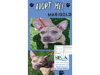 Adopt Marigold a Tan/Yellow/Fawn Terrier (Unknown Type, Small) / Mixed dog in