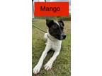 Adopt MANGO a Jack Russell Terrier / Mixed dog in Marianna, FL (37698698)