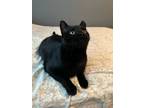Adopt Bootsie a Black & White or Tuxedo Domestic Shorthair (short coat) cat in