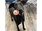 Adopt Miles a Black Shepherd (Unknown Type) / Whippet / Mixed dog in Holton
