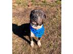 Adopt Durk (In Foster) a Pit Bull Terrier, Mixed Breed