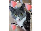 Adopt Panya23 a Domestic Shorthair / Mixed (short coat) cat in Youngsville