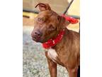 Adopt Bronco a Boxer / Mixed dog in Jackson, MS (35333709)