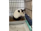 Adopt Mouse a Domestic Shorthair / Mixed (short coat) cat in Brownwood