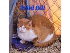 Adopt Wild Bill a Domestic Shorthair / Mixed (short coat) cat in Cambridge