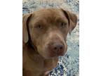 Adopt Doug a American Staffordshire Terrier