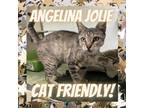 Adopt Angelina Jolie a Brown or Chocolate Domestic Shorthair / Mixed cat in