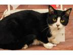 Adopt Bel Air a Black & White or Tuxedo Domestic Shorthair (short coat) cat in