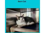 Adopt Trix a Gray or Blue Domestic Shorthair / Domestic Shorthair / Mixed cat in