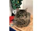 Adopt Cornelius a All Black Domestic Longhair / Maine Coon / Mixed cat in
