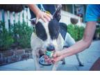 Adopt Buddy a White American Pit Bull Terrier / Mixed dog in Fernandina Beach