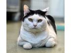 Adopt PK (aka Kitty) a Domestic Shorthair / Mixed (short coat) cat in